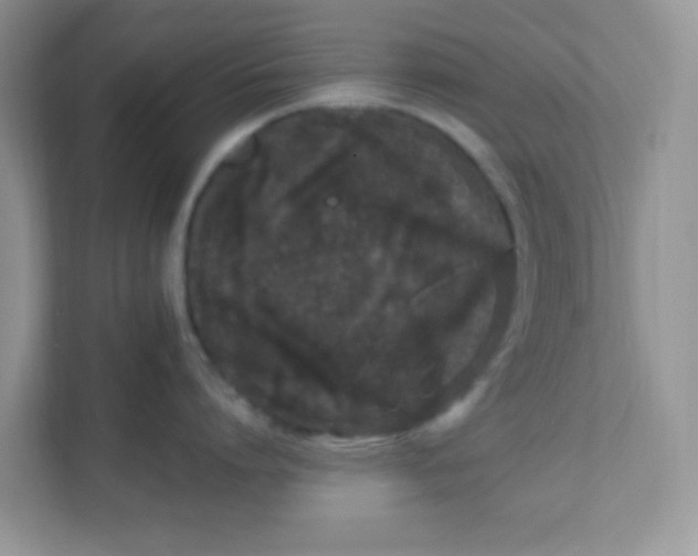 X0000111600864200907301445