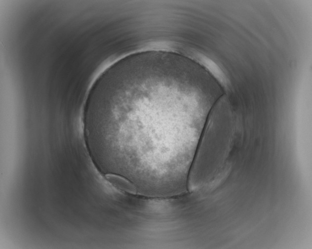 X0000111600944200907301444