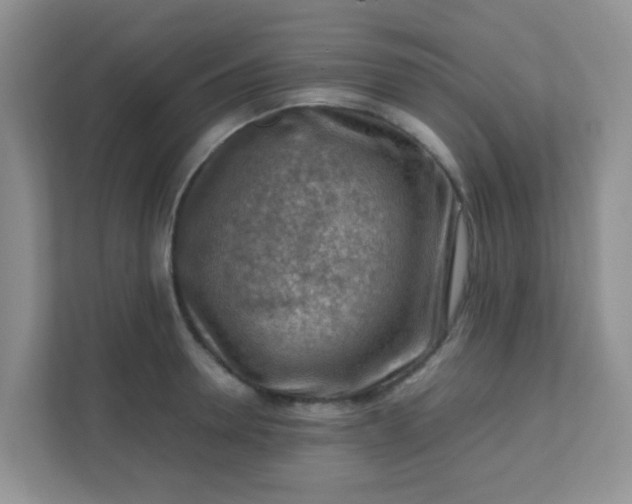 X0000111600946200907301444