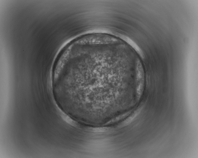 X0000111600988200907301443
