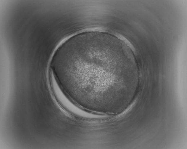 X0000111600989200907301443