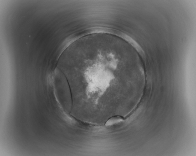 X0000111600993200907301443