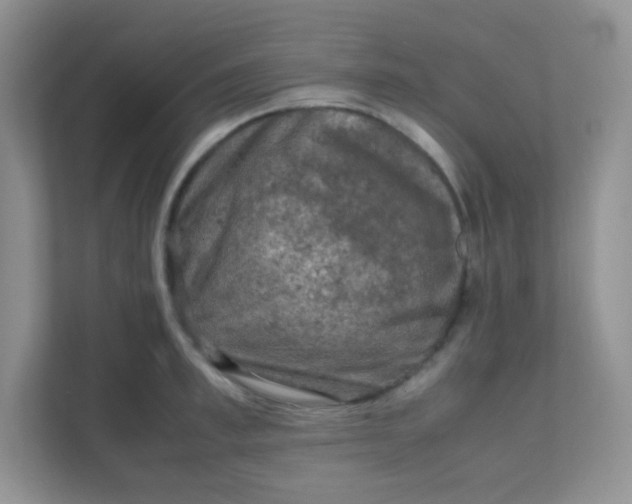 X0000111600997200907301443