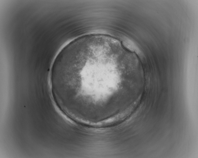 X0000111601084200907301442