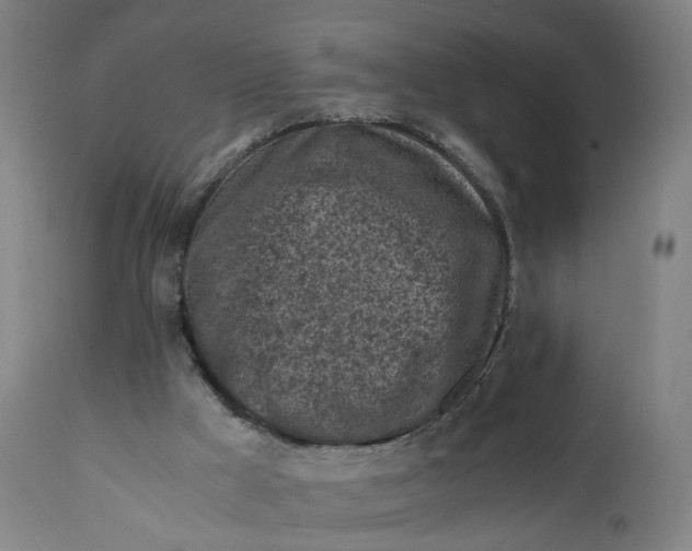 X0000111600009200908061425