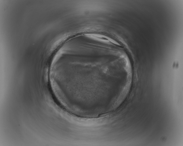 X0000111600019200908061424