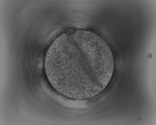 X0000111600032200908061424