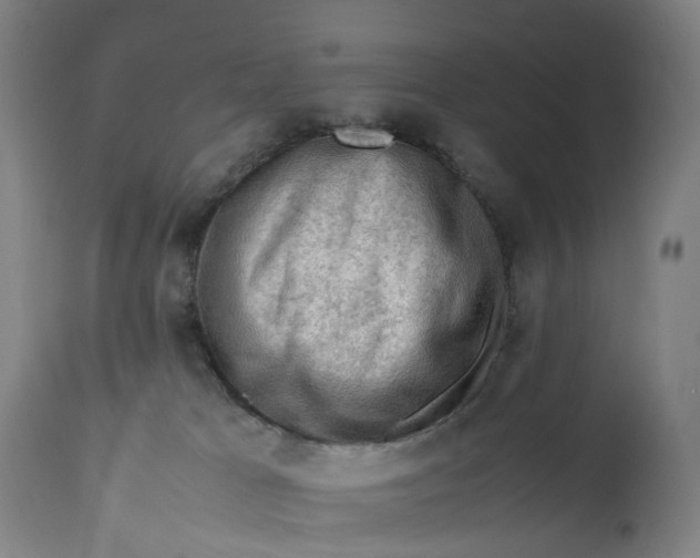 X0000111600037200908061424