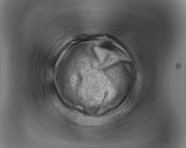 X0000111600048200908061424