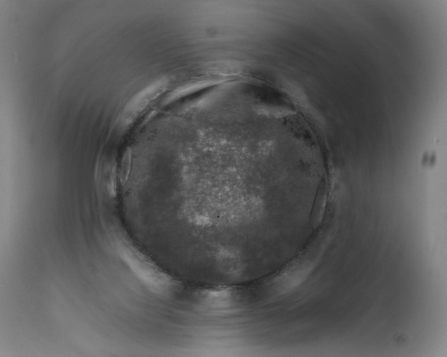 X0000111600068200908061424