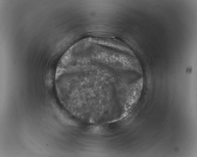 X0000111600074200908061424