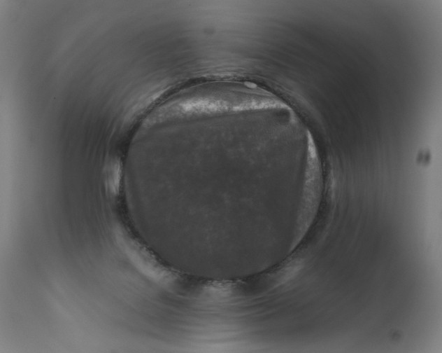 X0000111600076200908061424