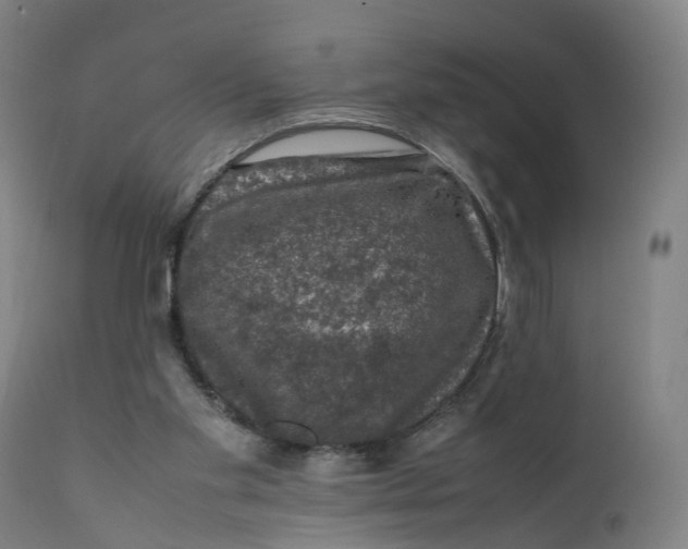 X0000111600109200908061423
