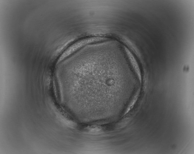 X0000111600113200908061423