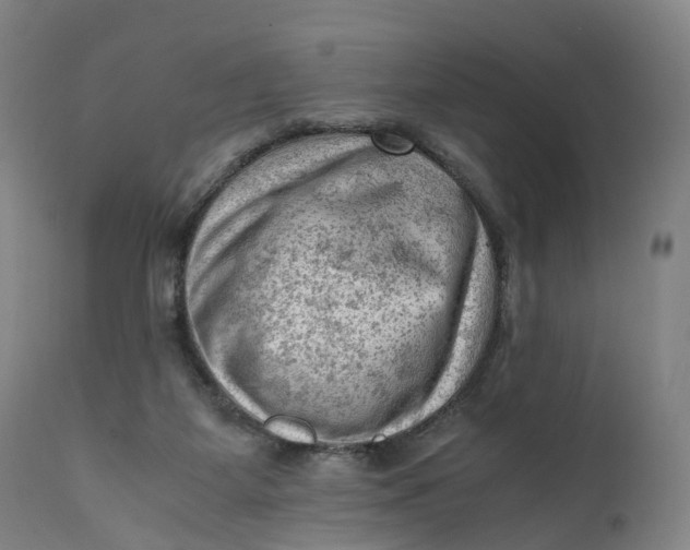 X0000111600115200908061423