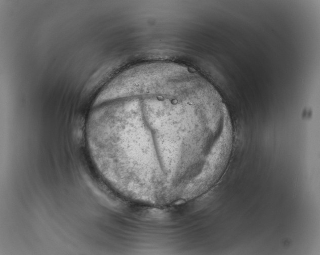 X0000111600166200908061422