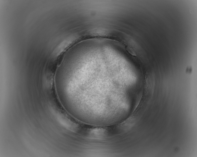 X0000111600168200908061422