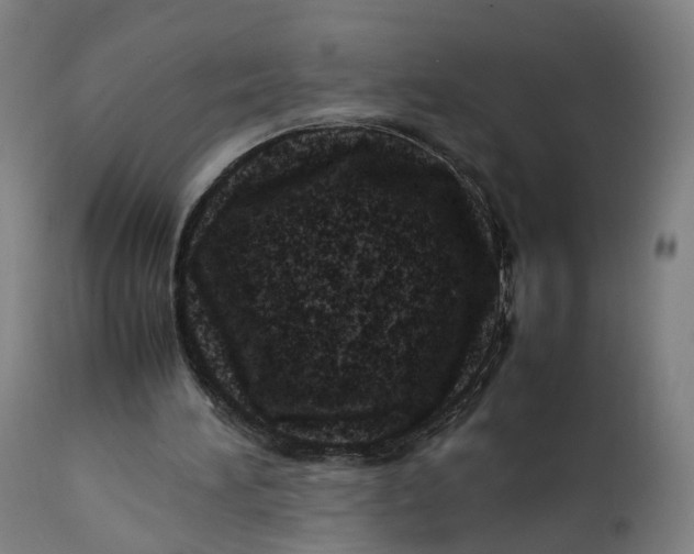 X0000111600196200908061422