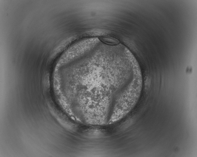 X0000111600254200908061421