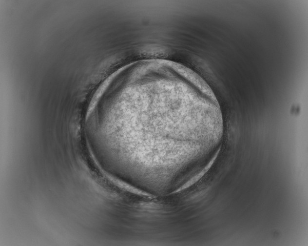 X0000111600259200908061421