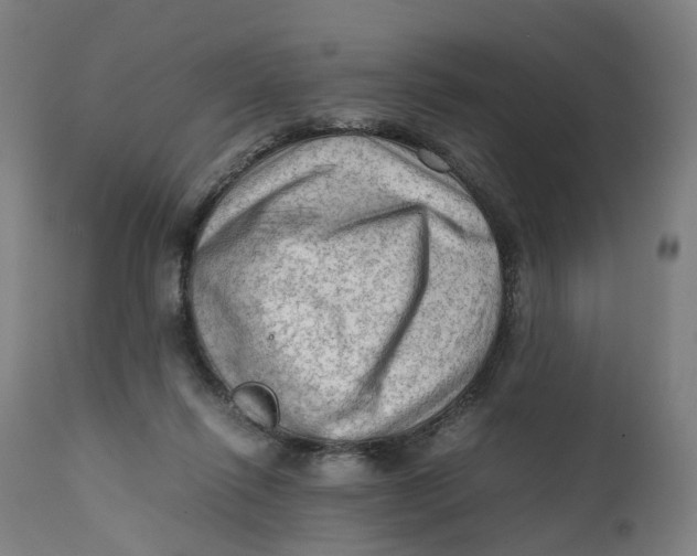 X0000111600262200908061421