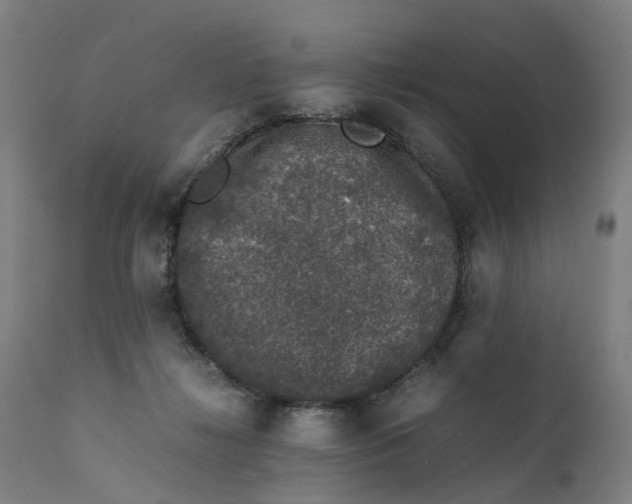 X0000111600268200908061421