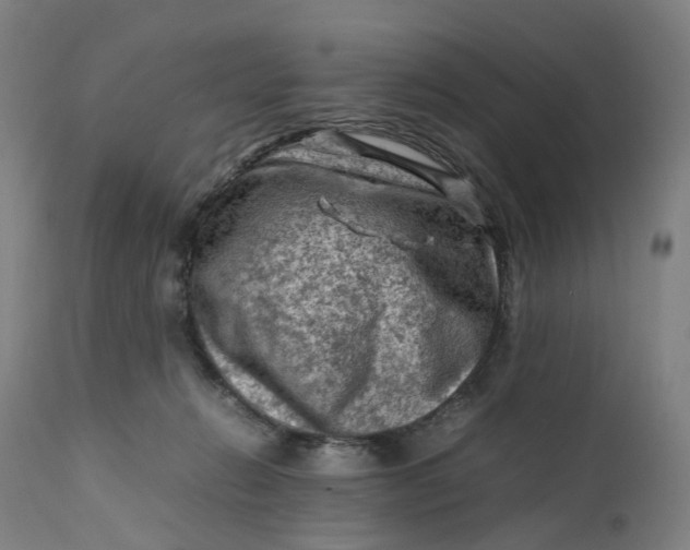 X0000111600270200908061421