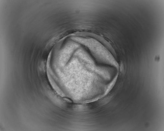 X0000111600286200908061421