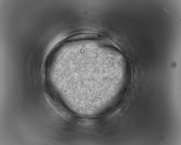 X0000111600343200908061419