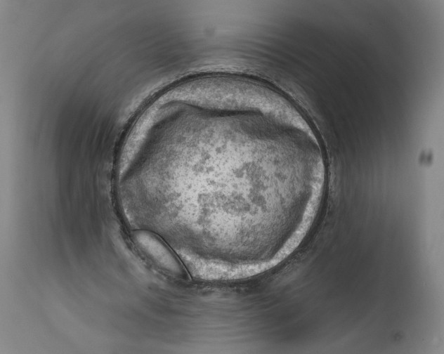 X0000111600434200908061418