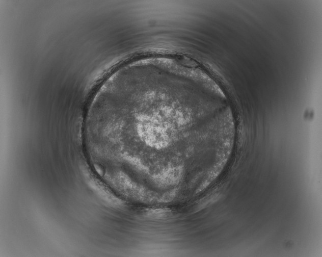 X0000111600446200908061418