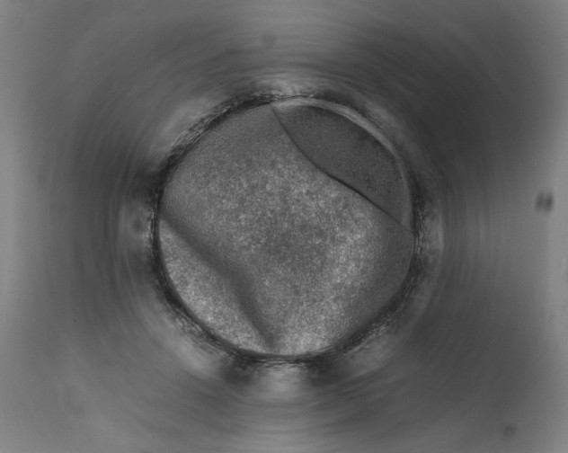 X0000111600456200908061418
