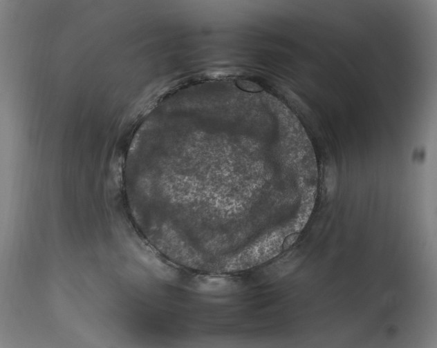 X0000111600475200908061418