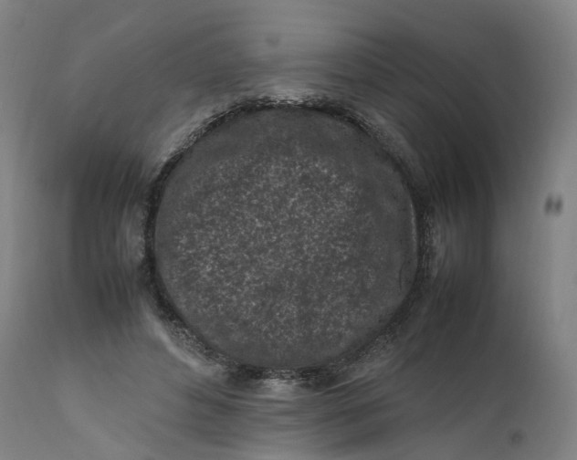 X0000111600496200908061418