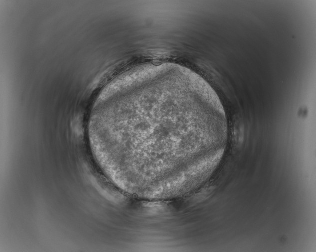 X0000111600516200908061417