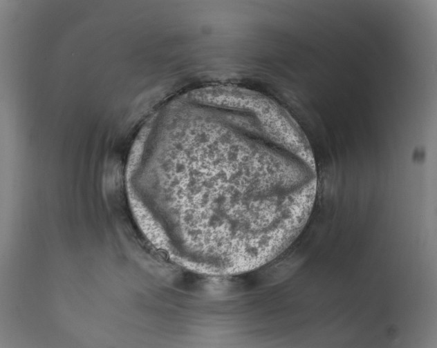 X0000111600623200908061415