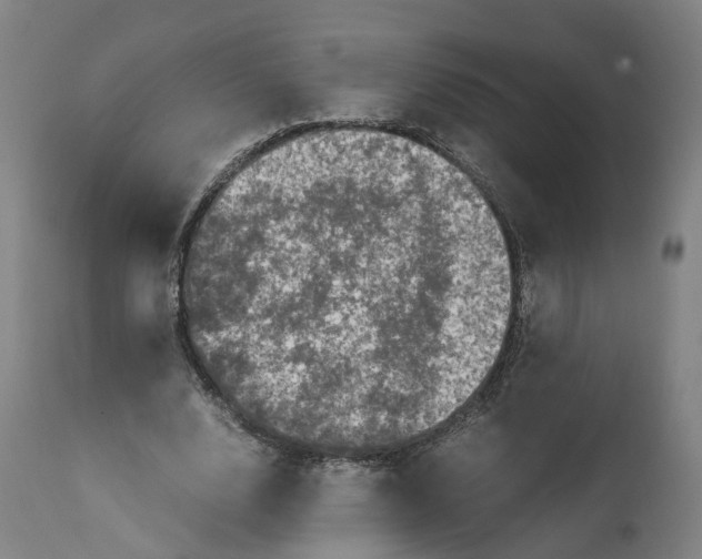 X0000111600632200908061415
