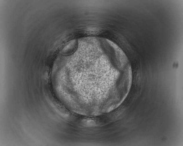 X0000111600655200908061415