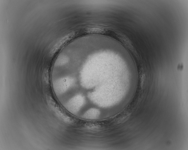 X0000111600729200908061413