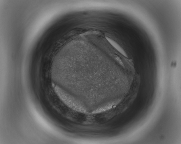 X0000111600766200908061414