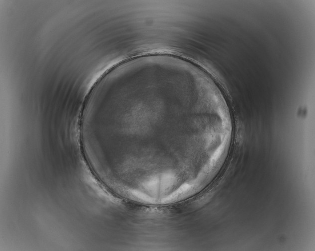 X0000111600806200908061412