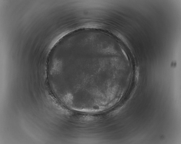 X0000111600829200908061412