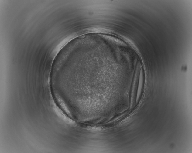 X0000111600946200908061411
