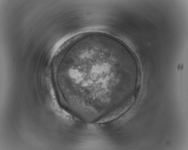 X0000111600960200908061411