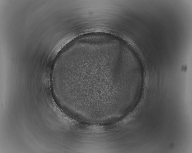 X0000111600977200908061410
