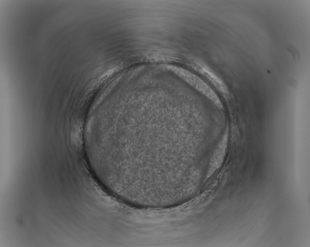 X0000111600009200908131414