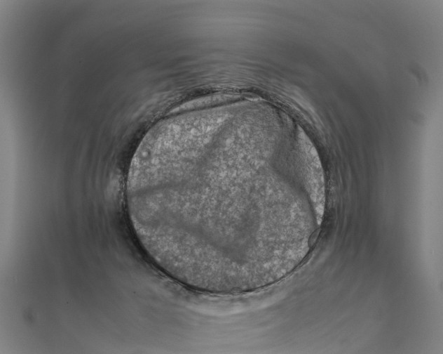 X0000111600029200908131413