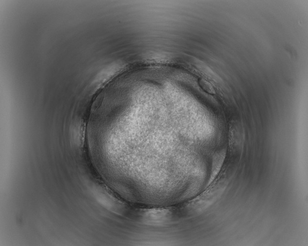 X0000111600168200908131411