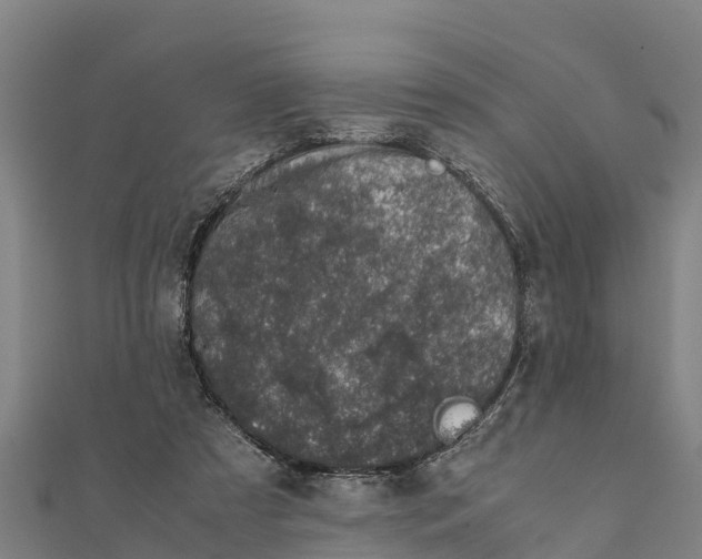 X0000111600305200908131409