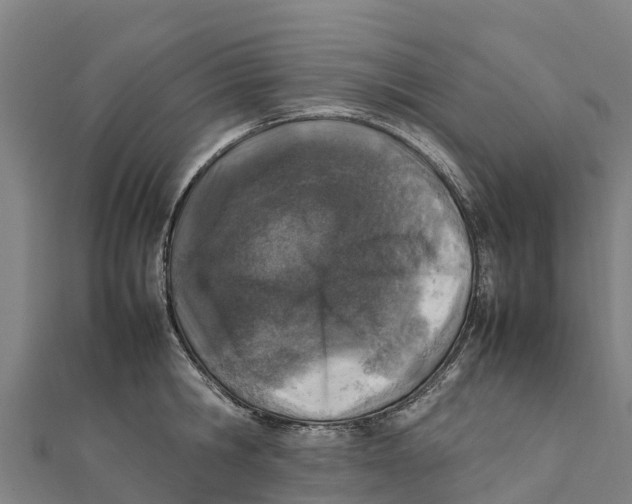 X0000111600806200908131402